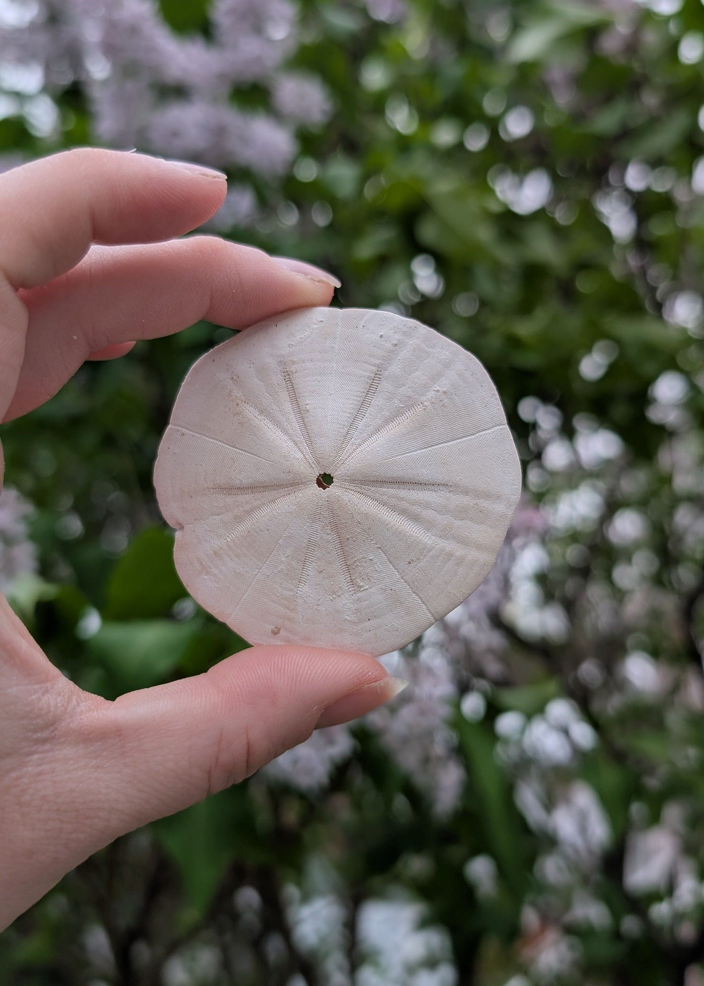 Sand dollars