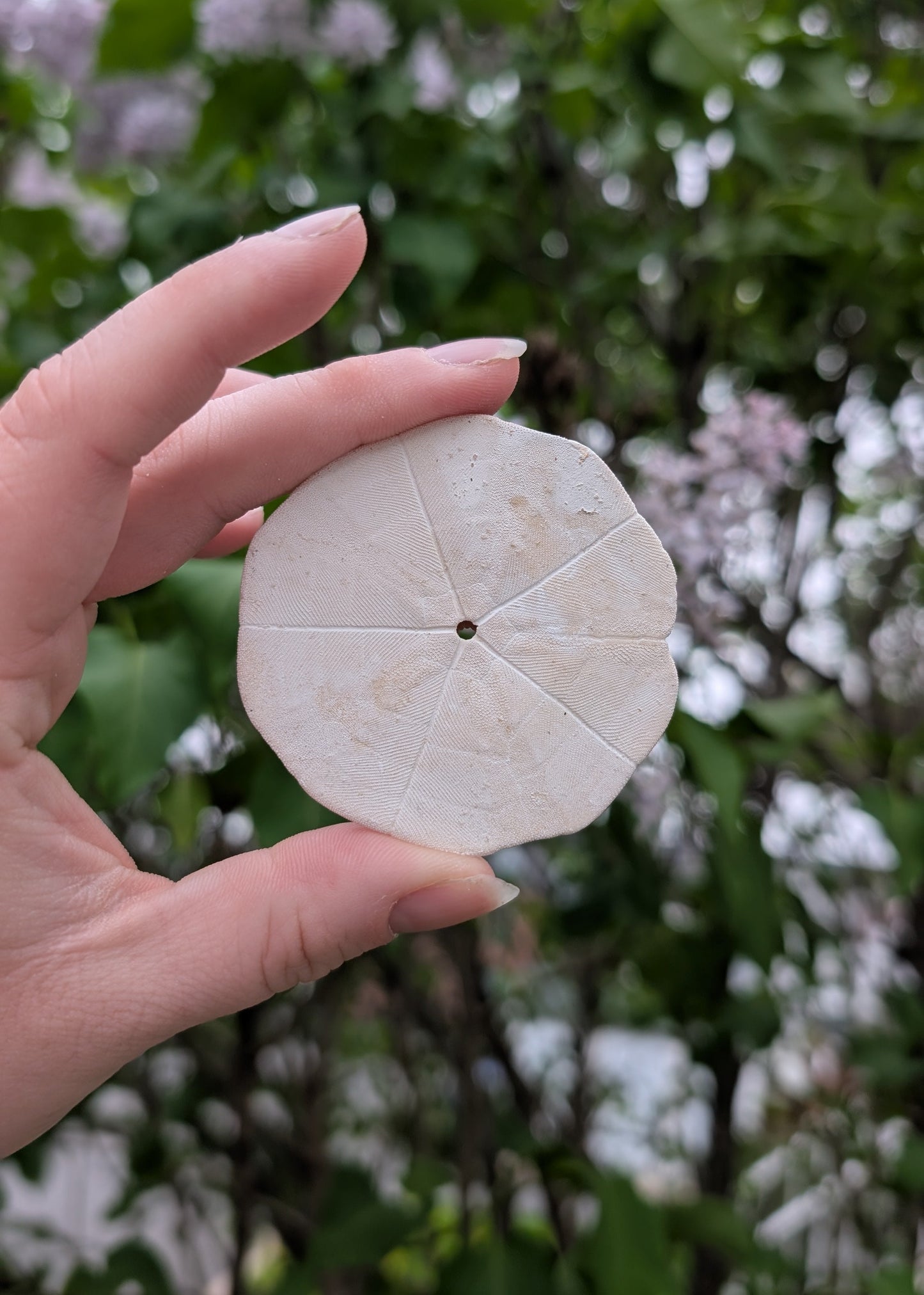 Sand dollars