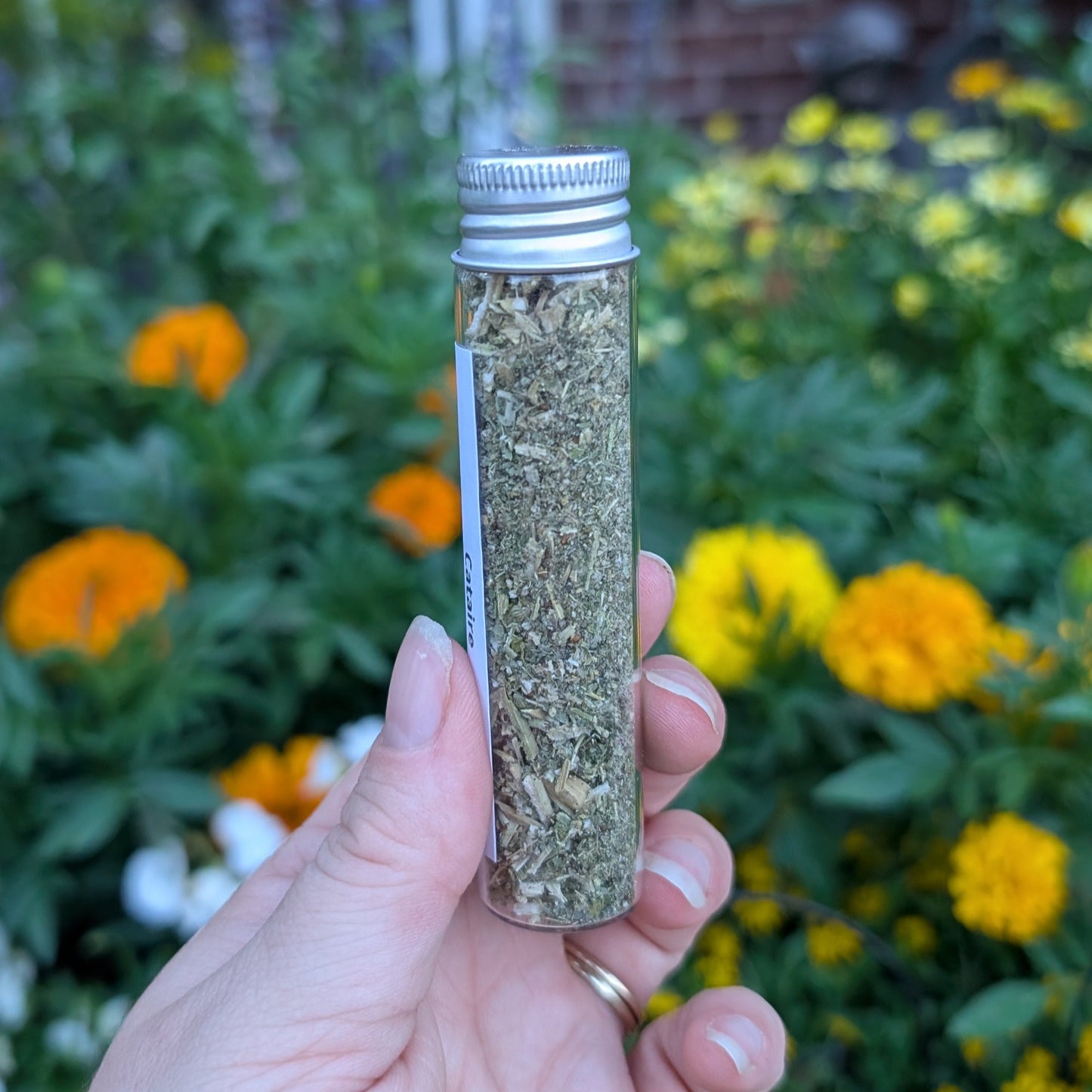 Cataire (catnip)