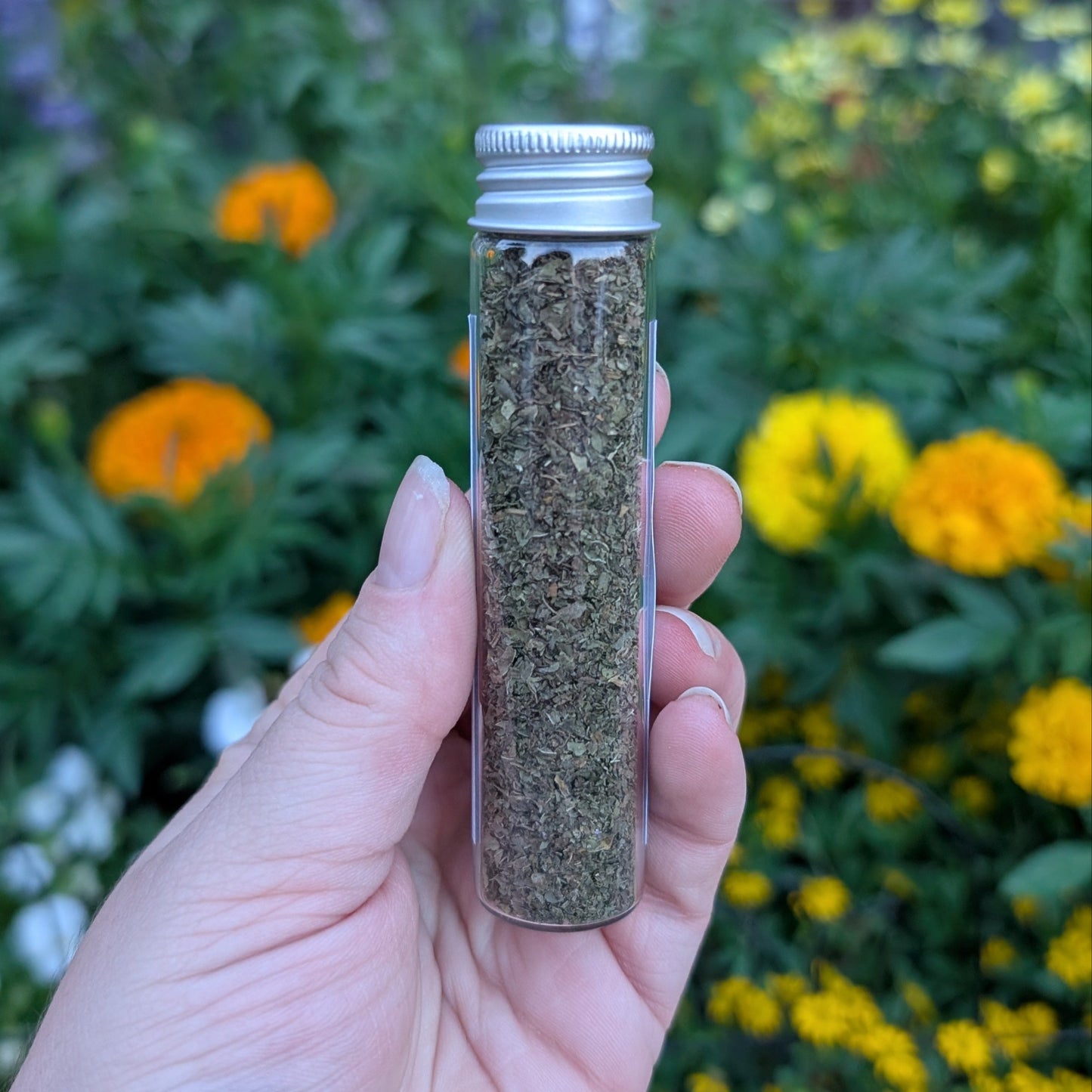 Menthe poivrée