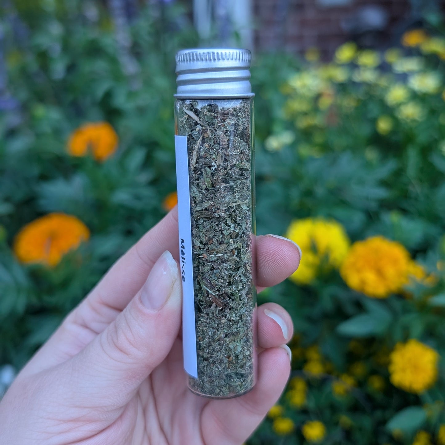 Mélisse (Lemon Balm)