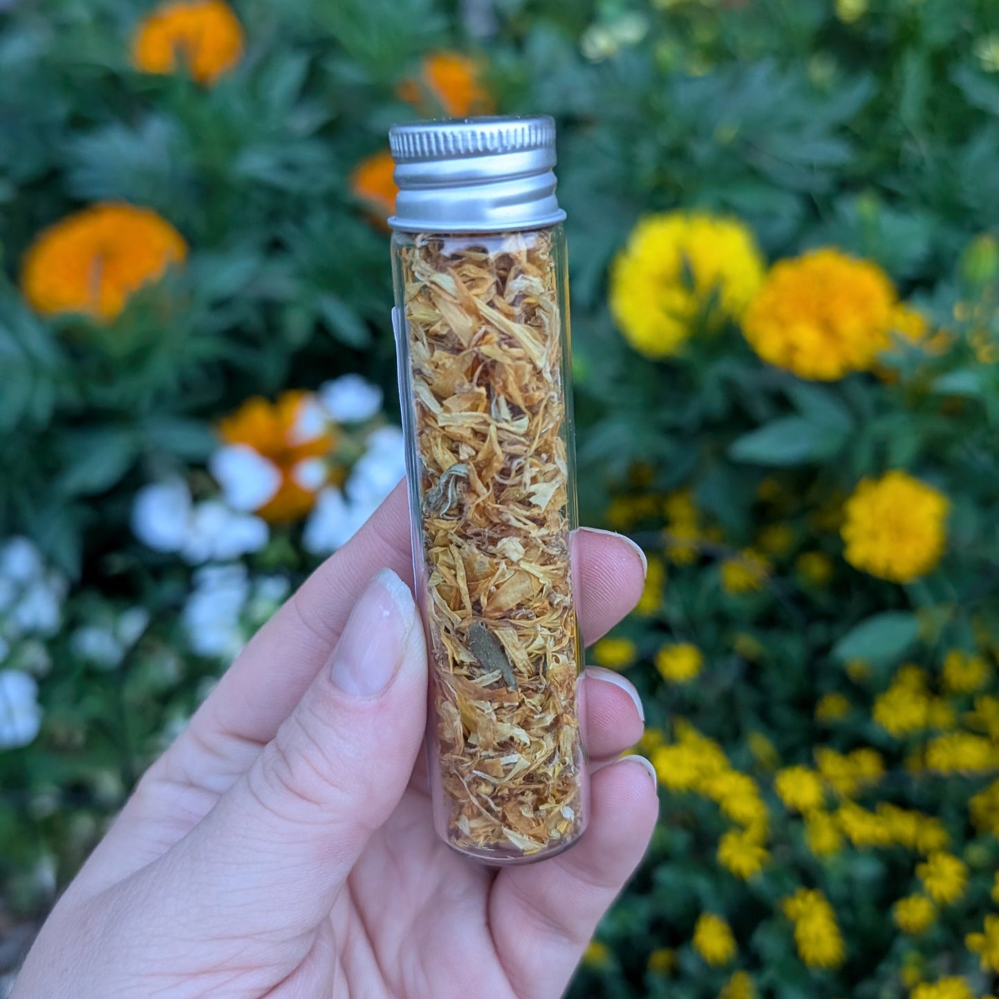 Calendula