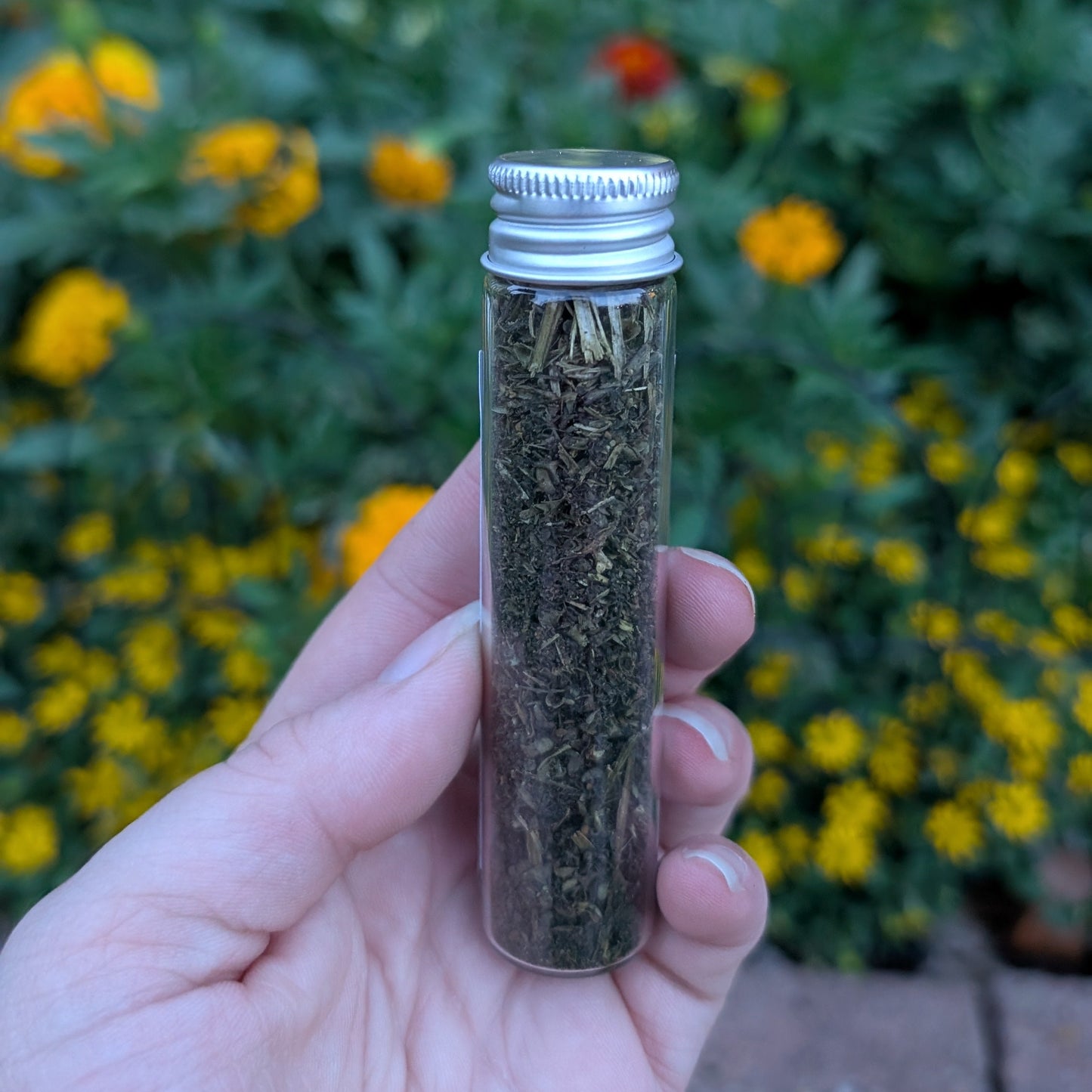 Skullcap