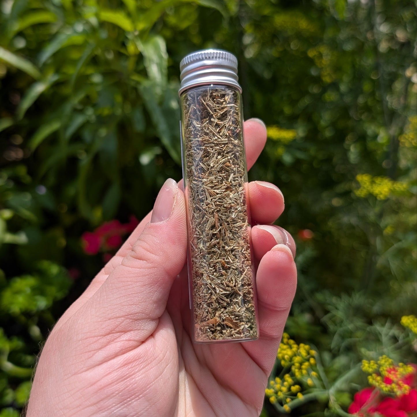 Prêles (Horsetail)