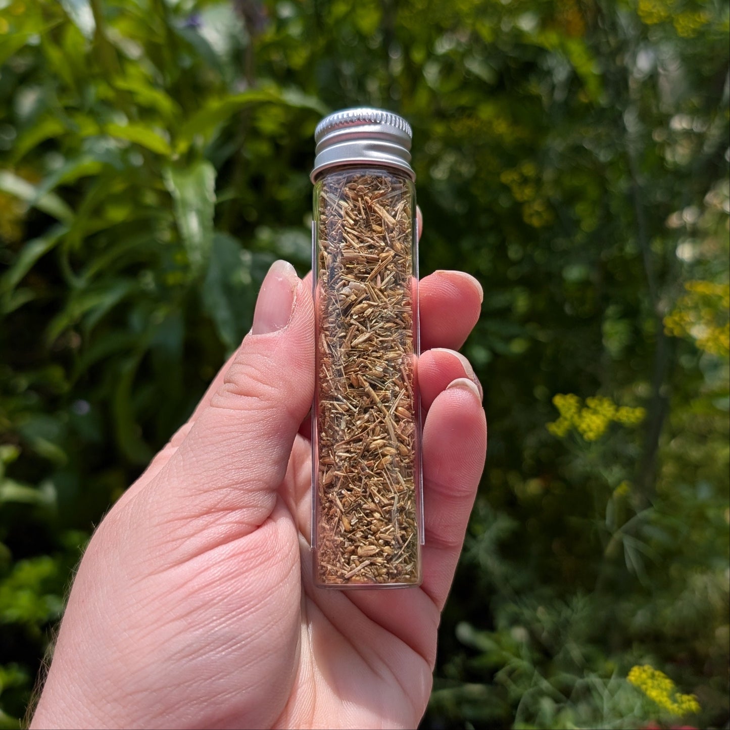 Achillée (Yarrow)