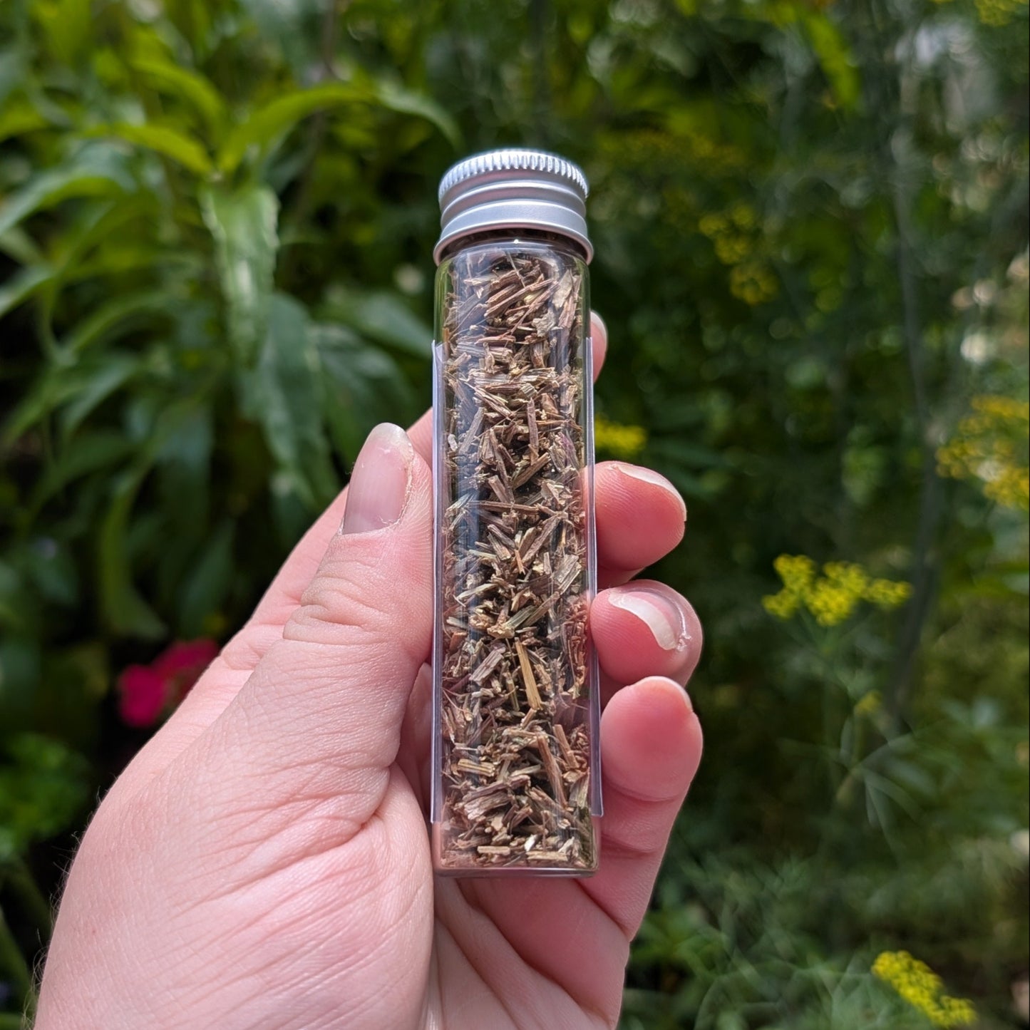 Verveine