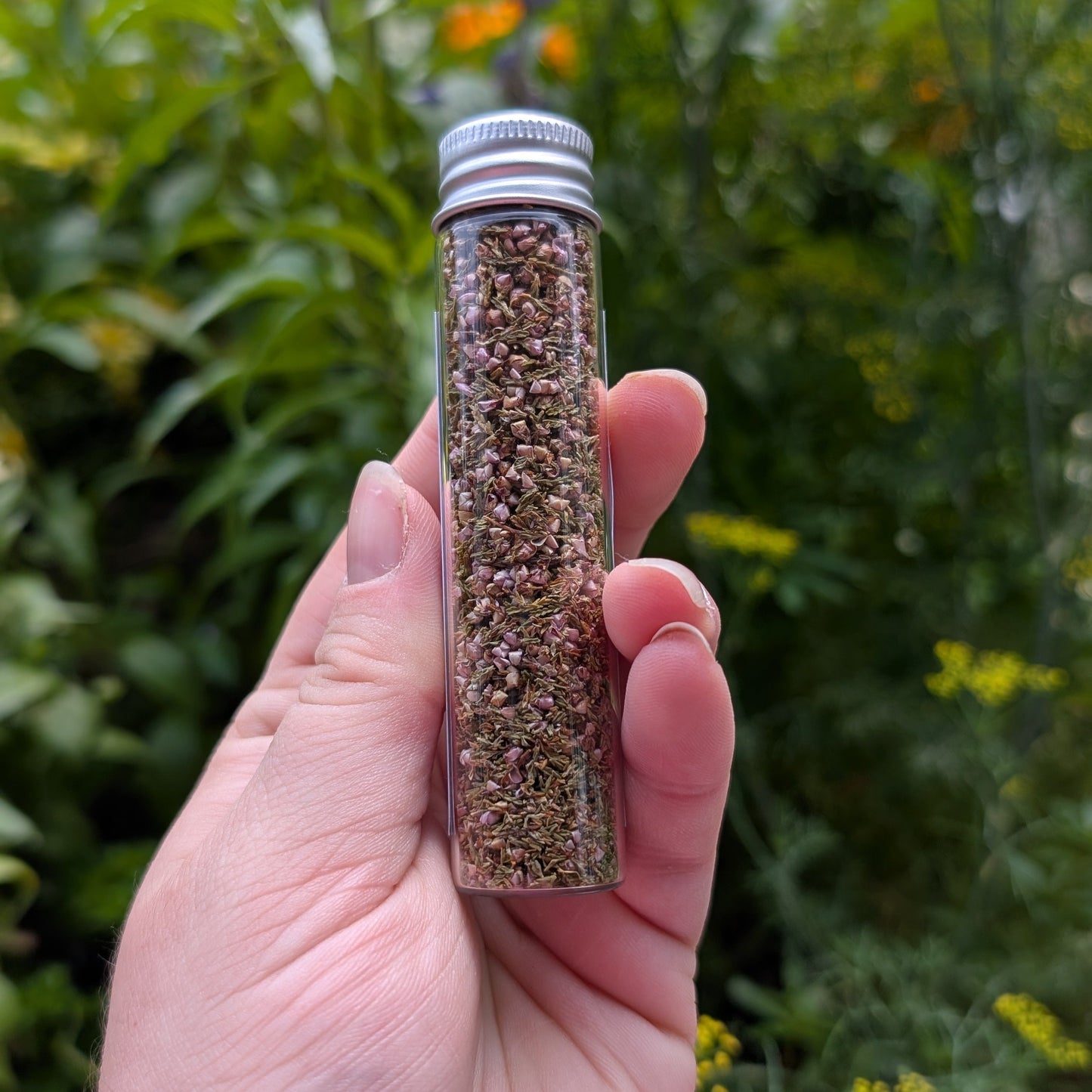 Fleurs de Callune (Heather)