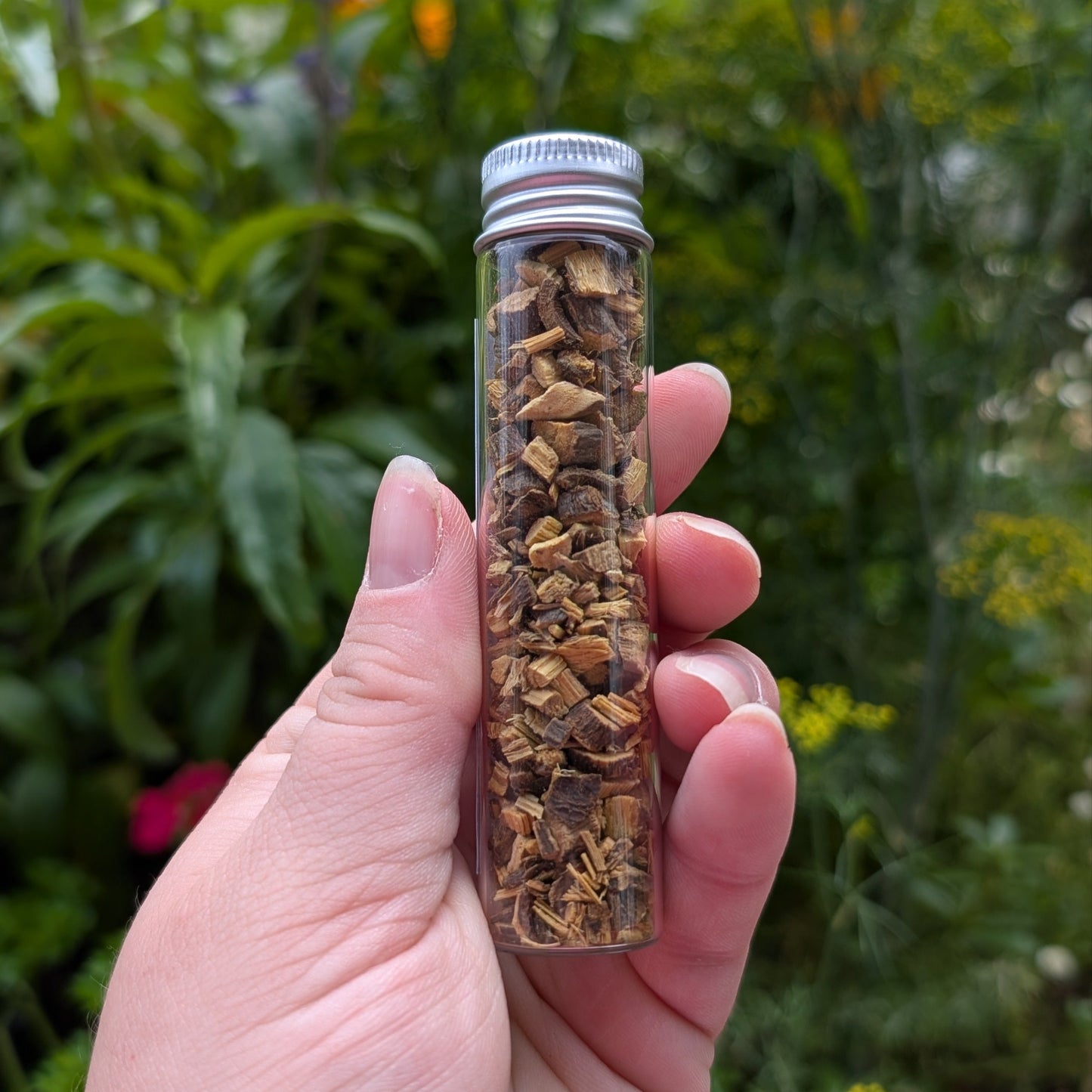 Racine de réglisse (Licorice)