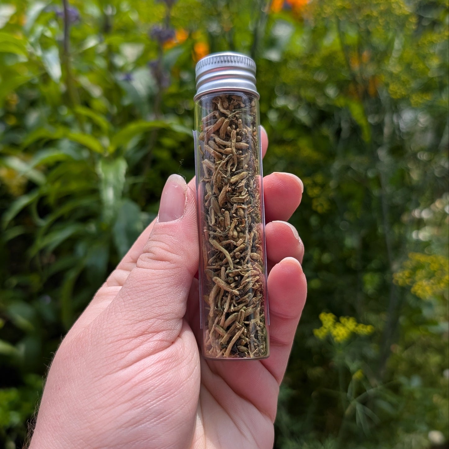 Chèvrefeuille (Honeysuckle)