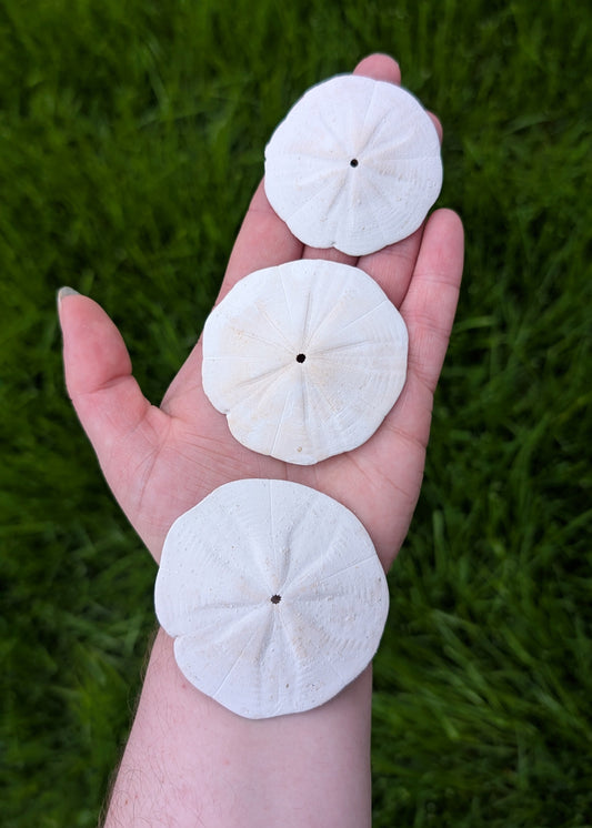 Sand dollars