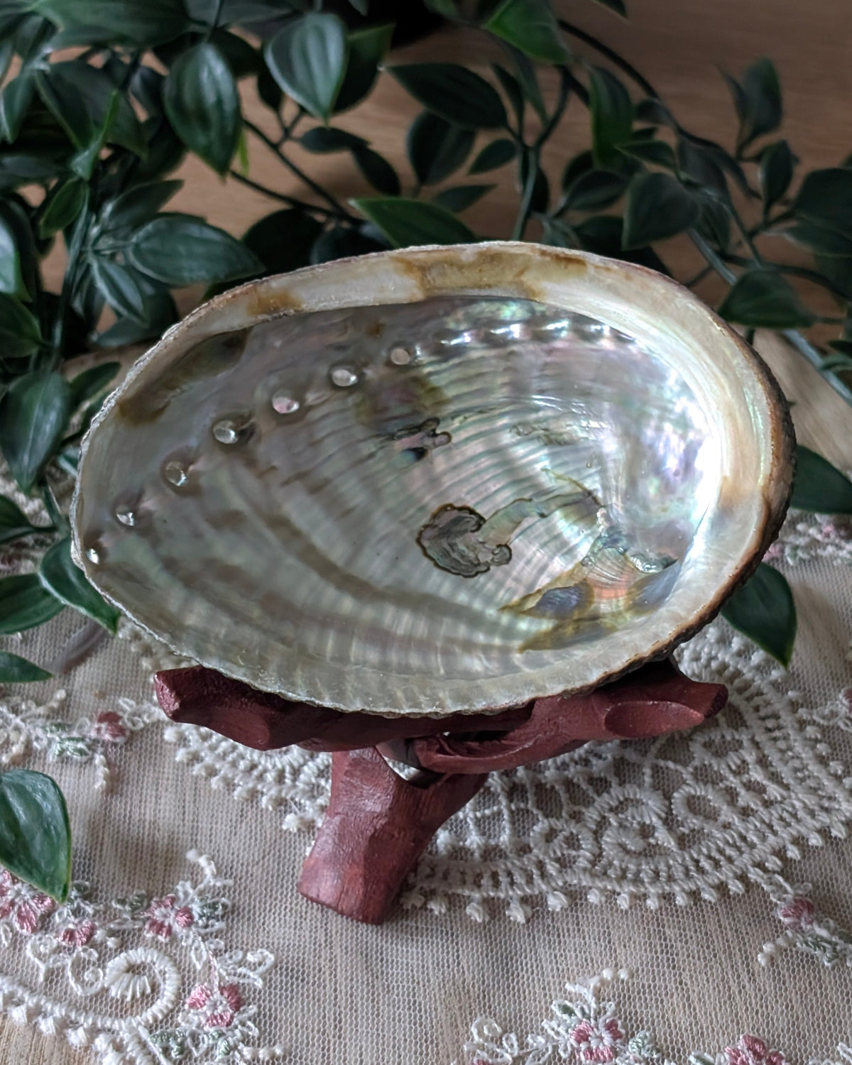 Coquille d'abalone avec support
