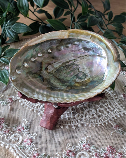 Coquille d'abalone avec support