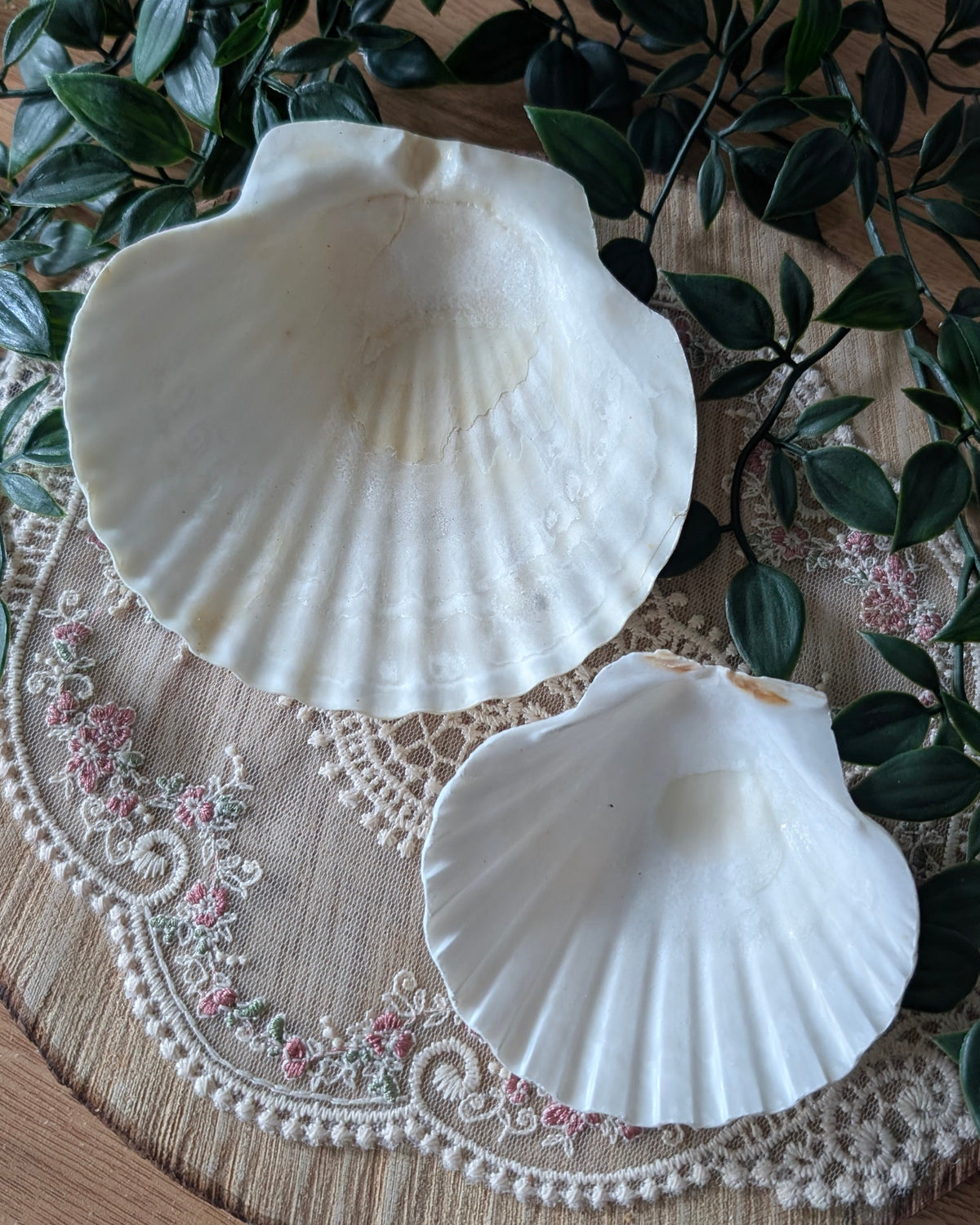 Coquillage Saint Jacques - scallop
