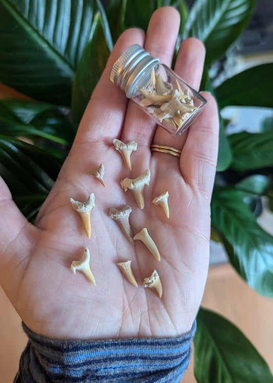 Dents de requin (10-15 dents) - petite