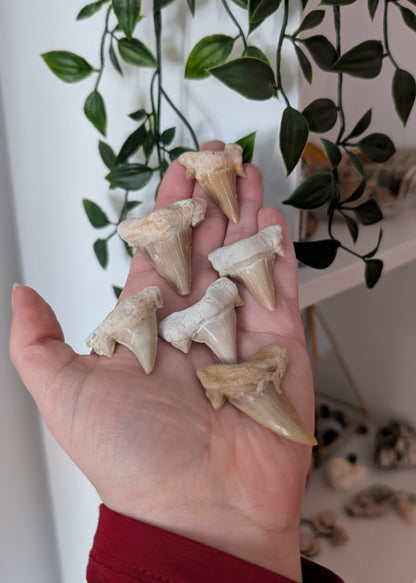 Fossile dents de requin - 40 millions d'années