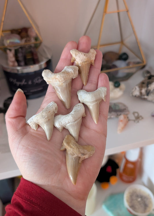 Fossile dents de requin - 40 millions d'années