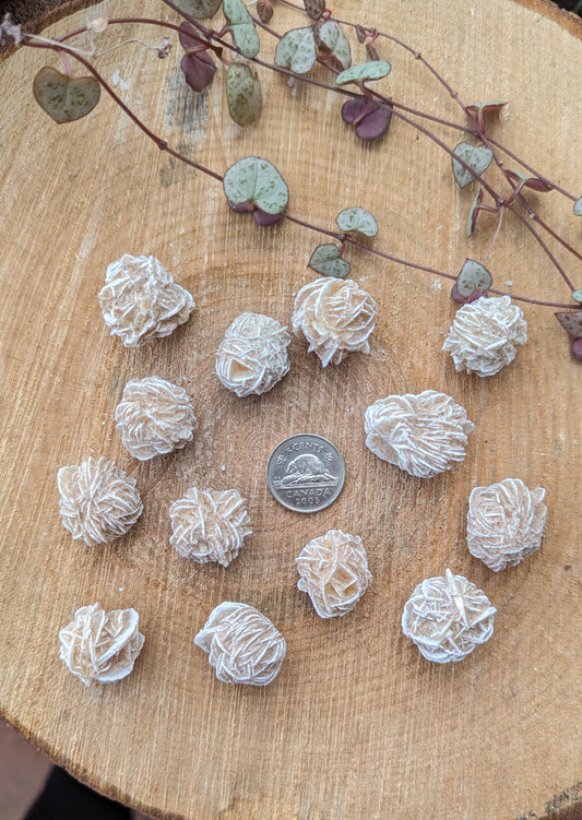 Rose des sables